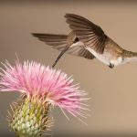 hummingbird-5255832_1920